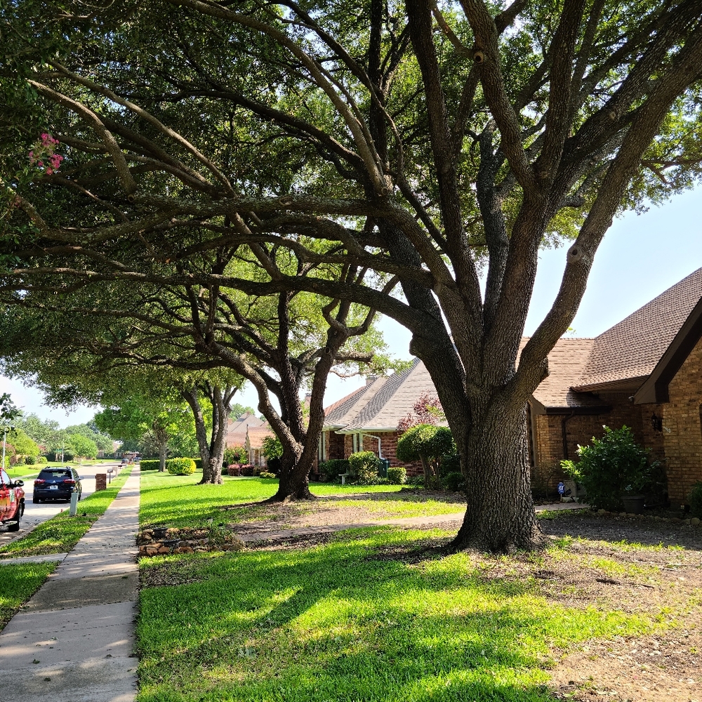 Tree service - Picture 3 of 4